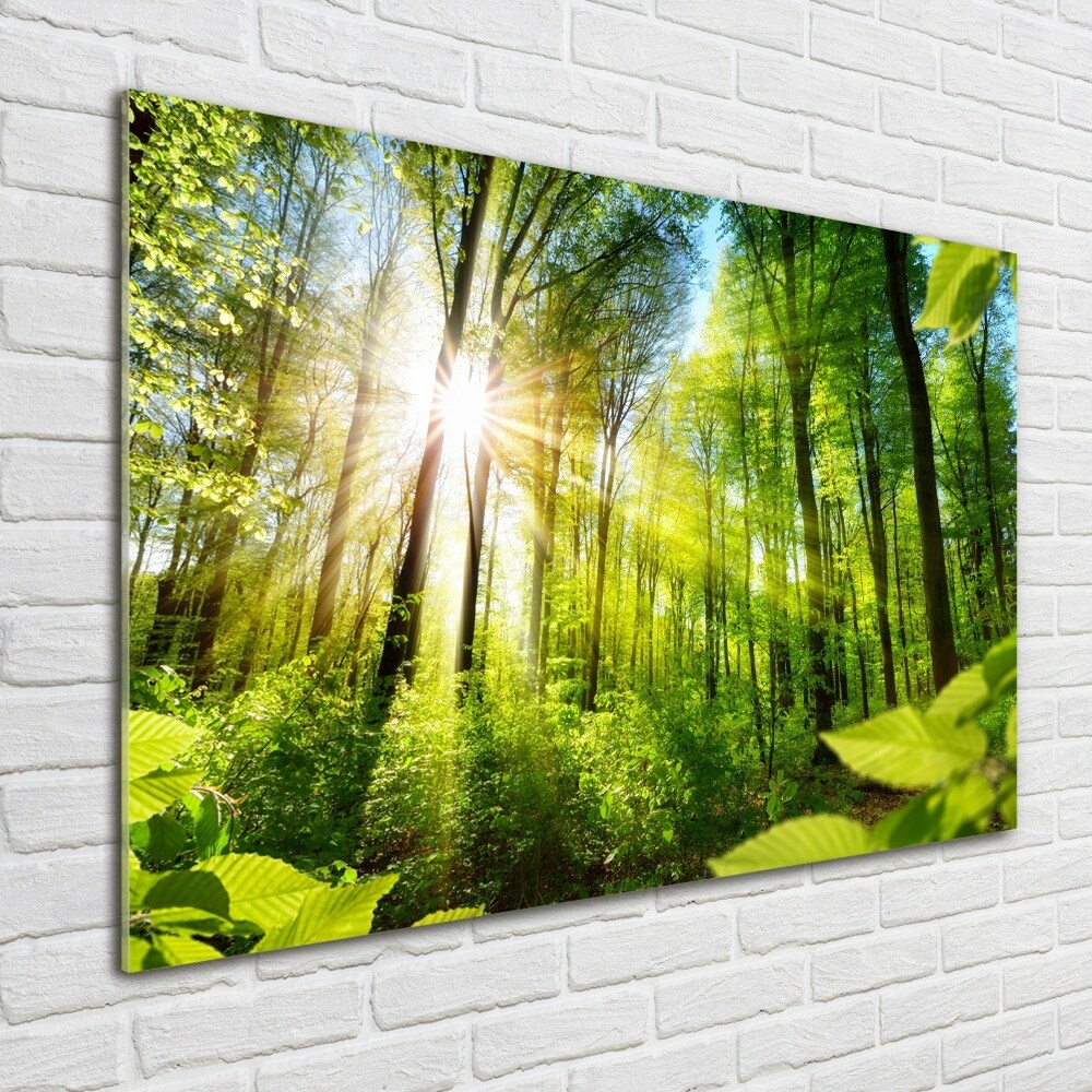 Photo printed on glass Forest in the sun