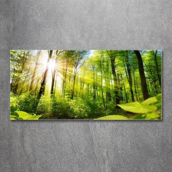 Photo printed on glass Forest in the sun