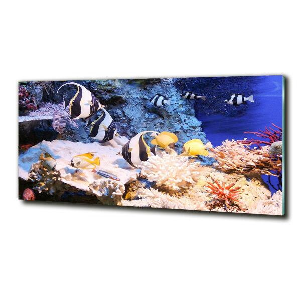 Wall art on glass Coral reef