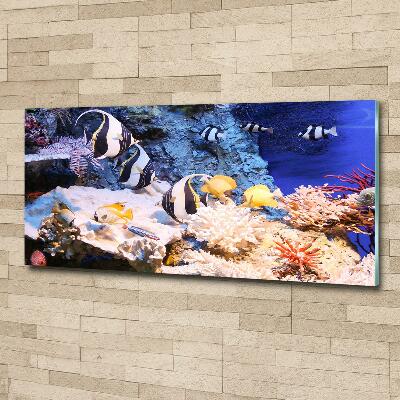 Wall art on glass Coral reef