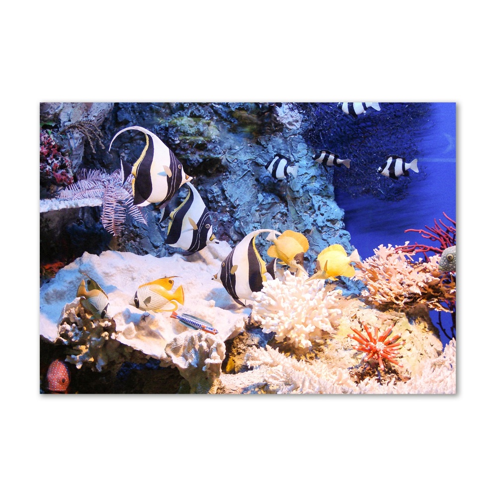 Wall art on glass Coral reef