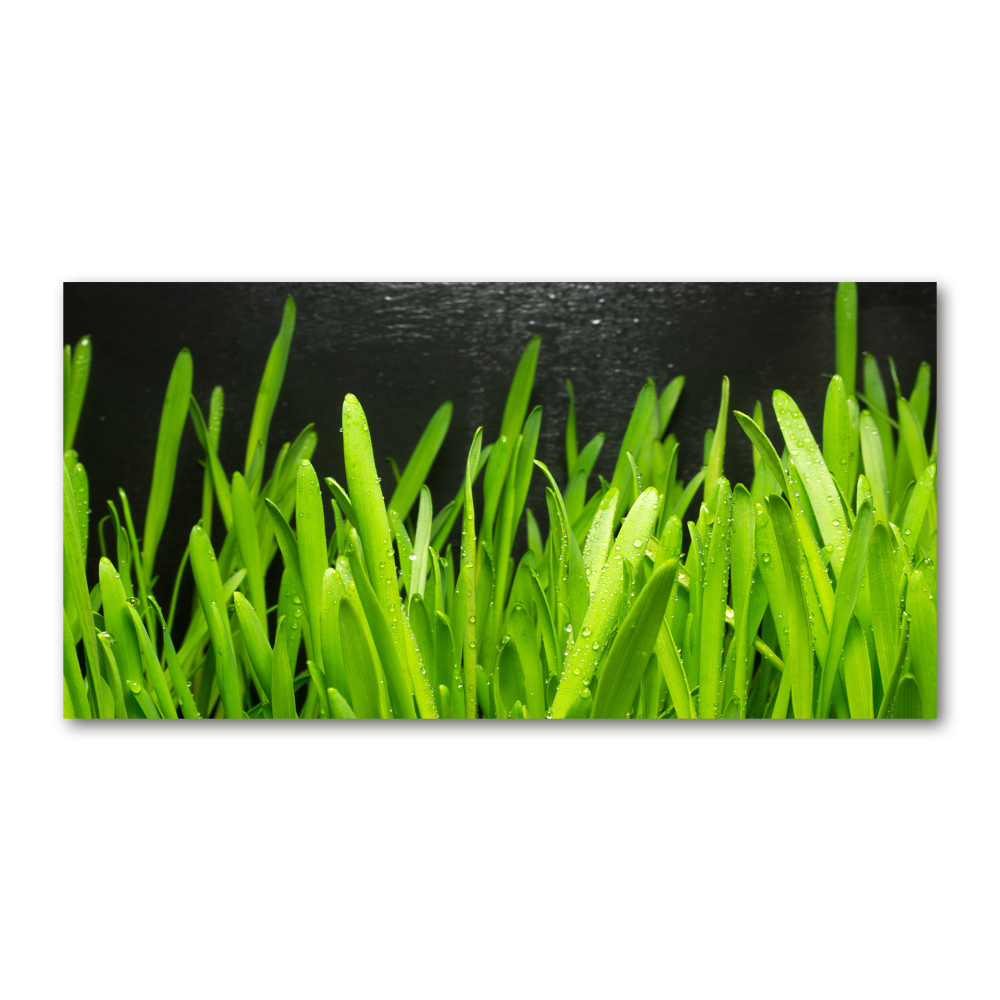 Glass art print Grass