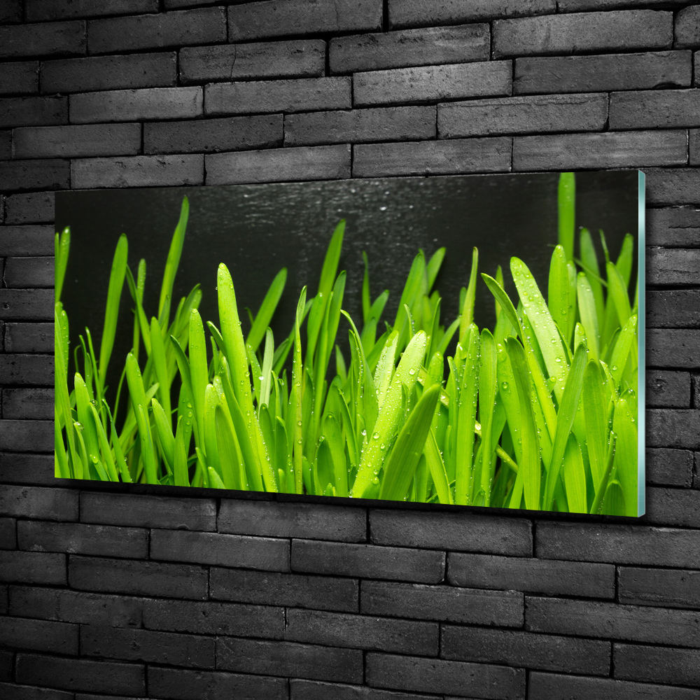 Glass art print Grass