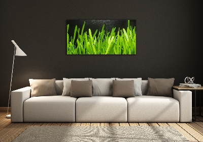 Glass art print Grass