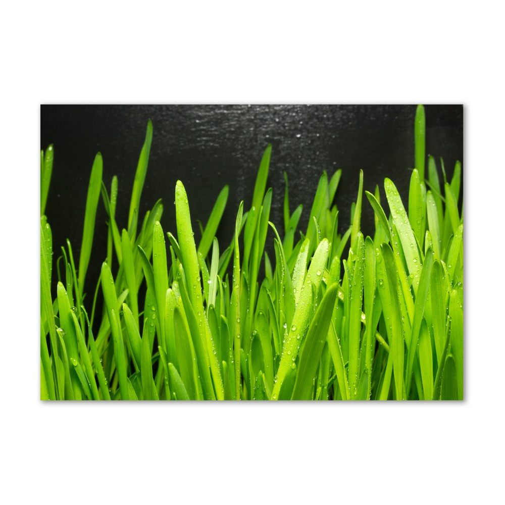 Glass art print Grass