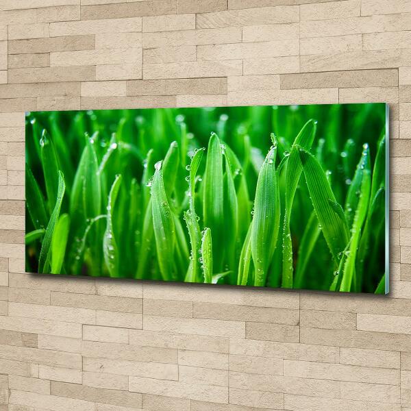 Wall art on glass Grass