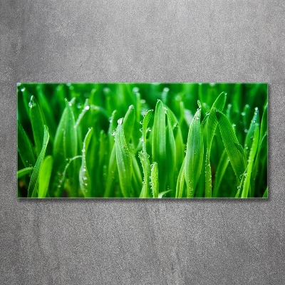 Wall art on glass Grass