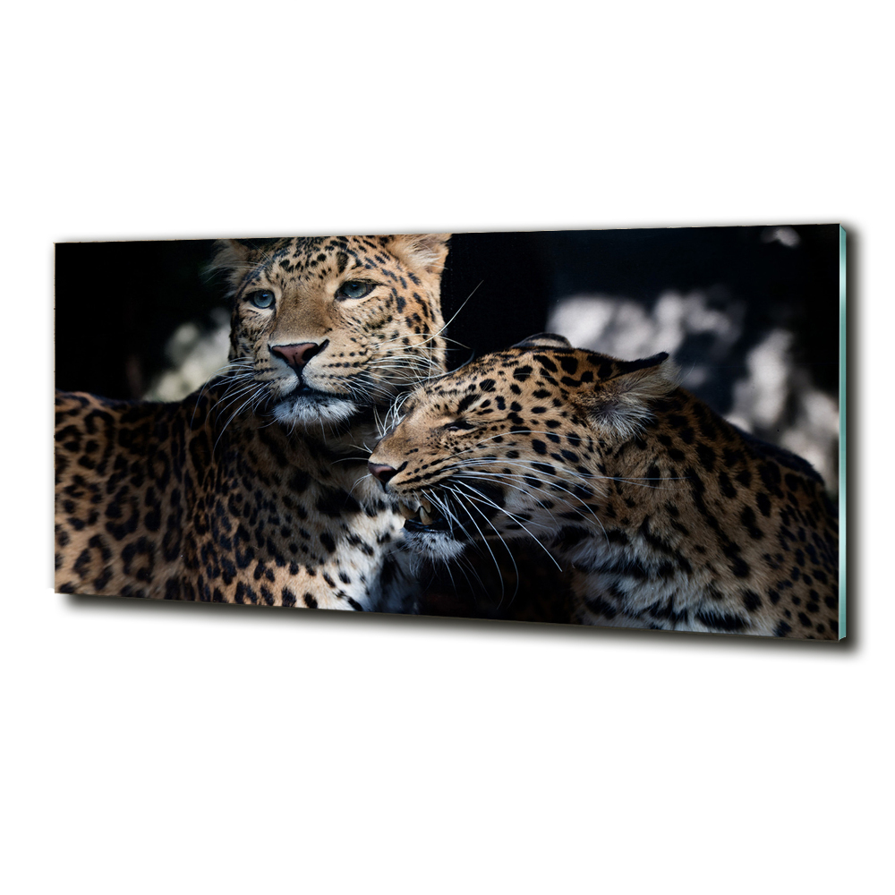 Wall art on glass Two leopards