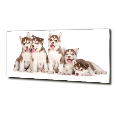 Wall art on glass Husky puppies