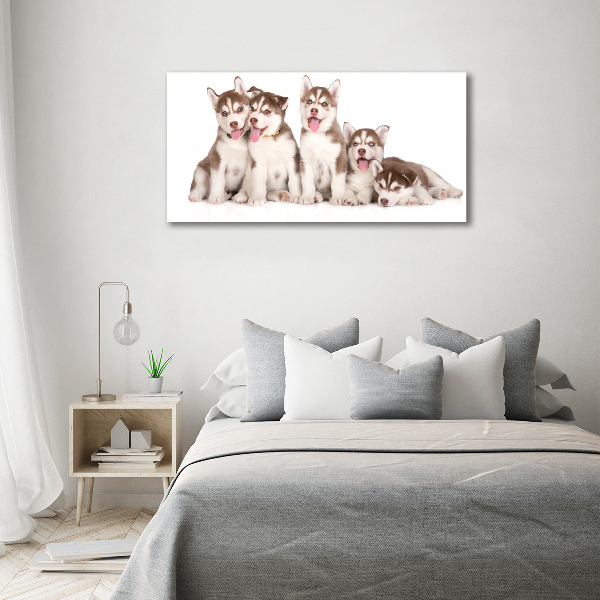 Wall art on glass Husky puppies