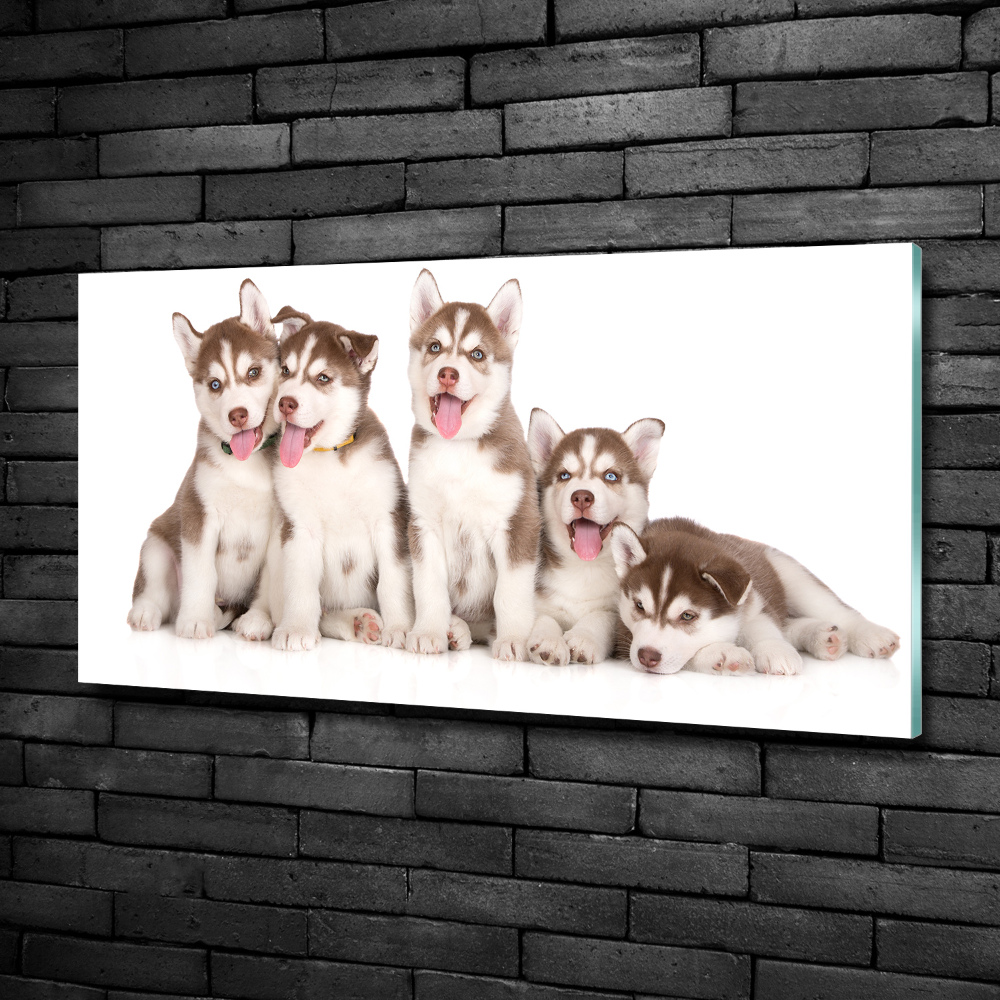 Wall art on glass Husky puppies