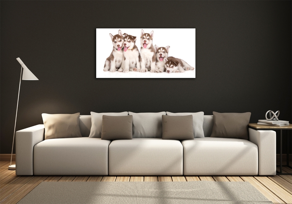 Wall art on glass Husky puppies