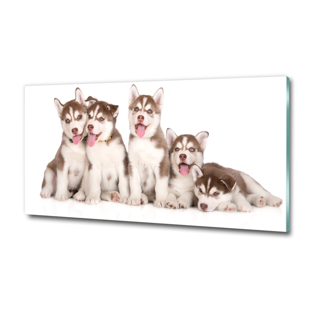 Wall art on glass Husky puppies