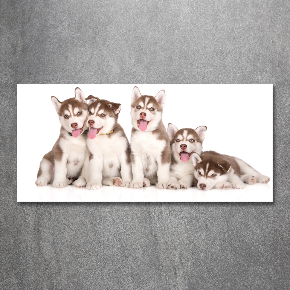 Wall art on glass Husky puppies