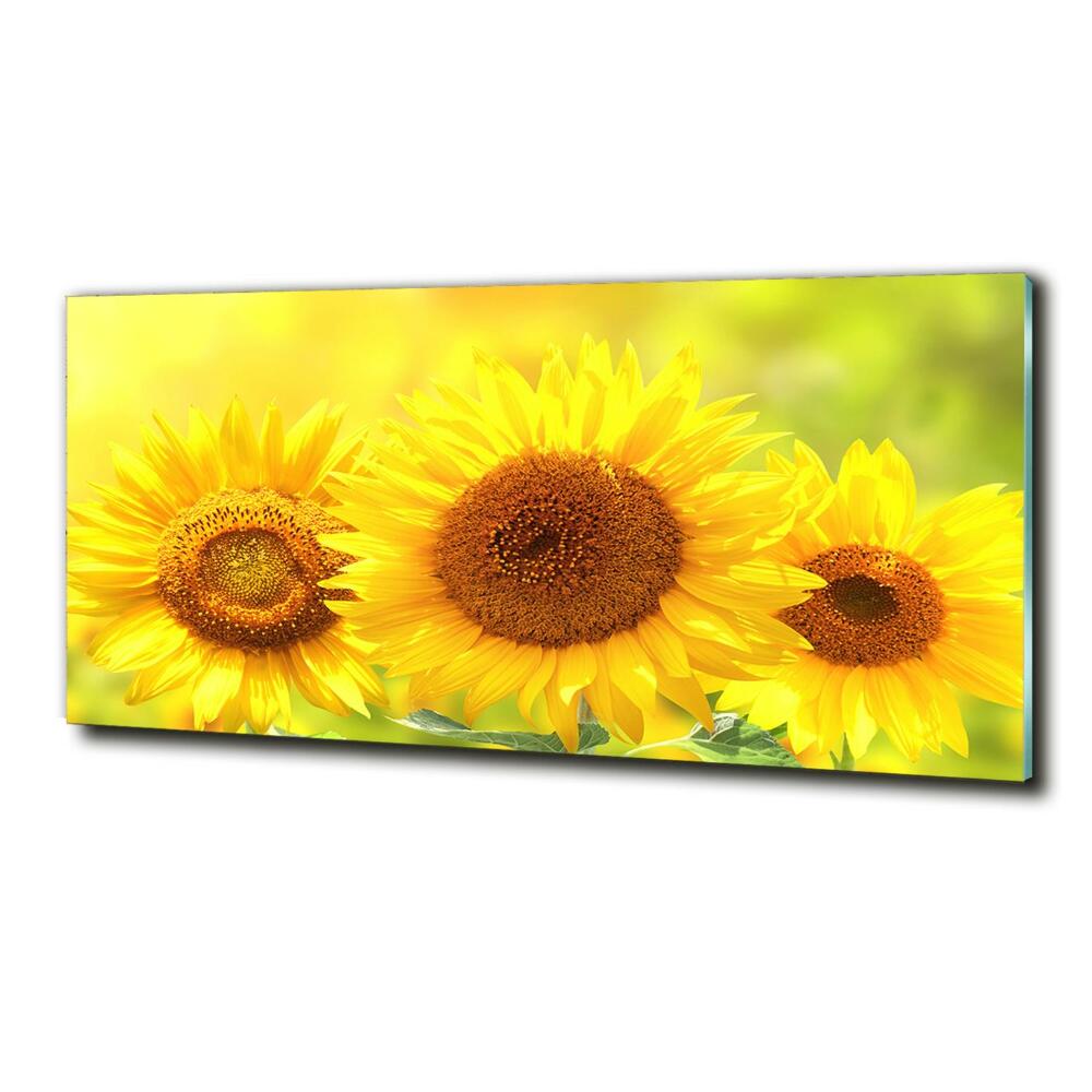 Wall art on glass Sunflowers