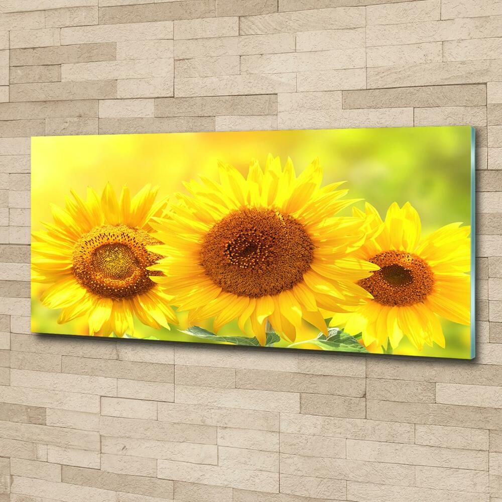 Wall art on glass Sunflowers