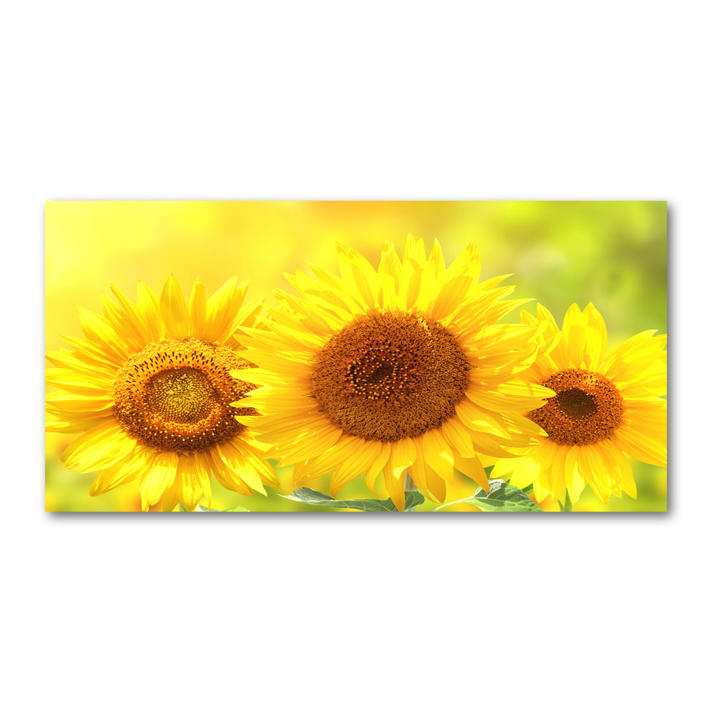 Wall art on glass Sunflowers