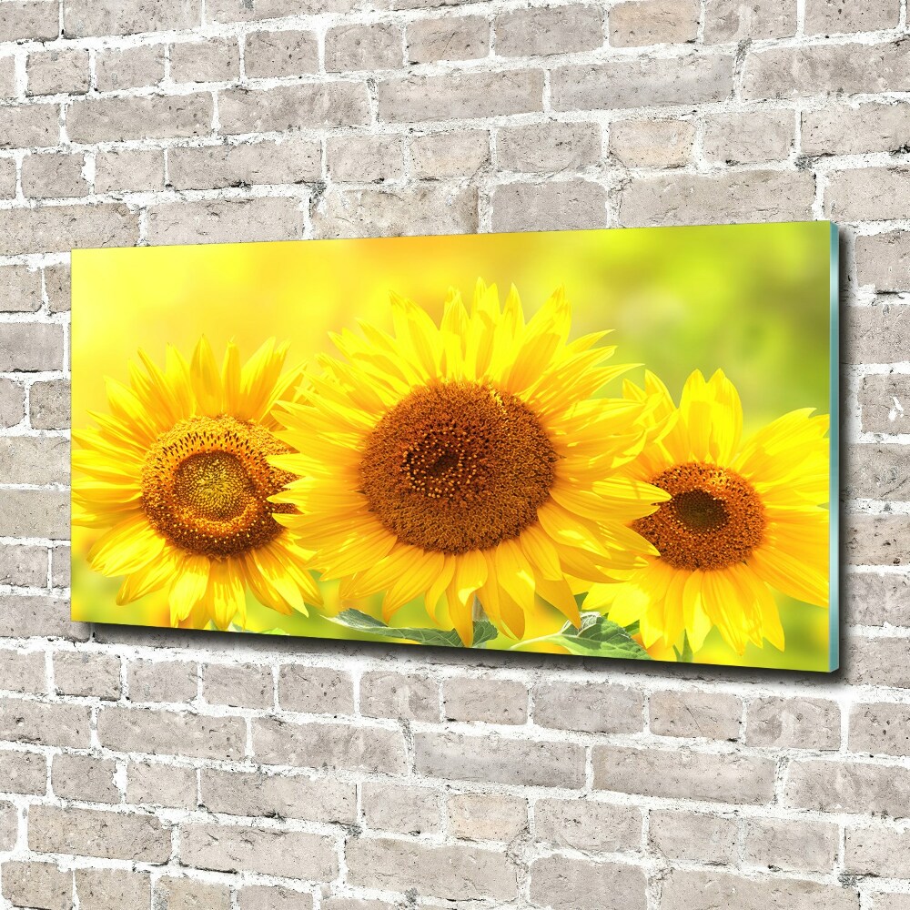 Wall art on glass Sunflowers