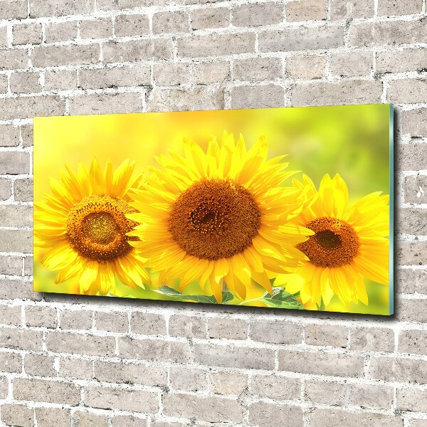 Wall art on glass Sunflowers