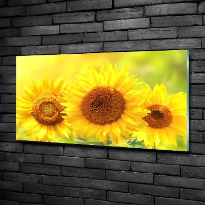 Wall art on glass Sunflowers