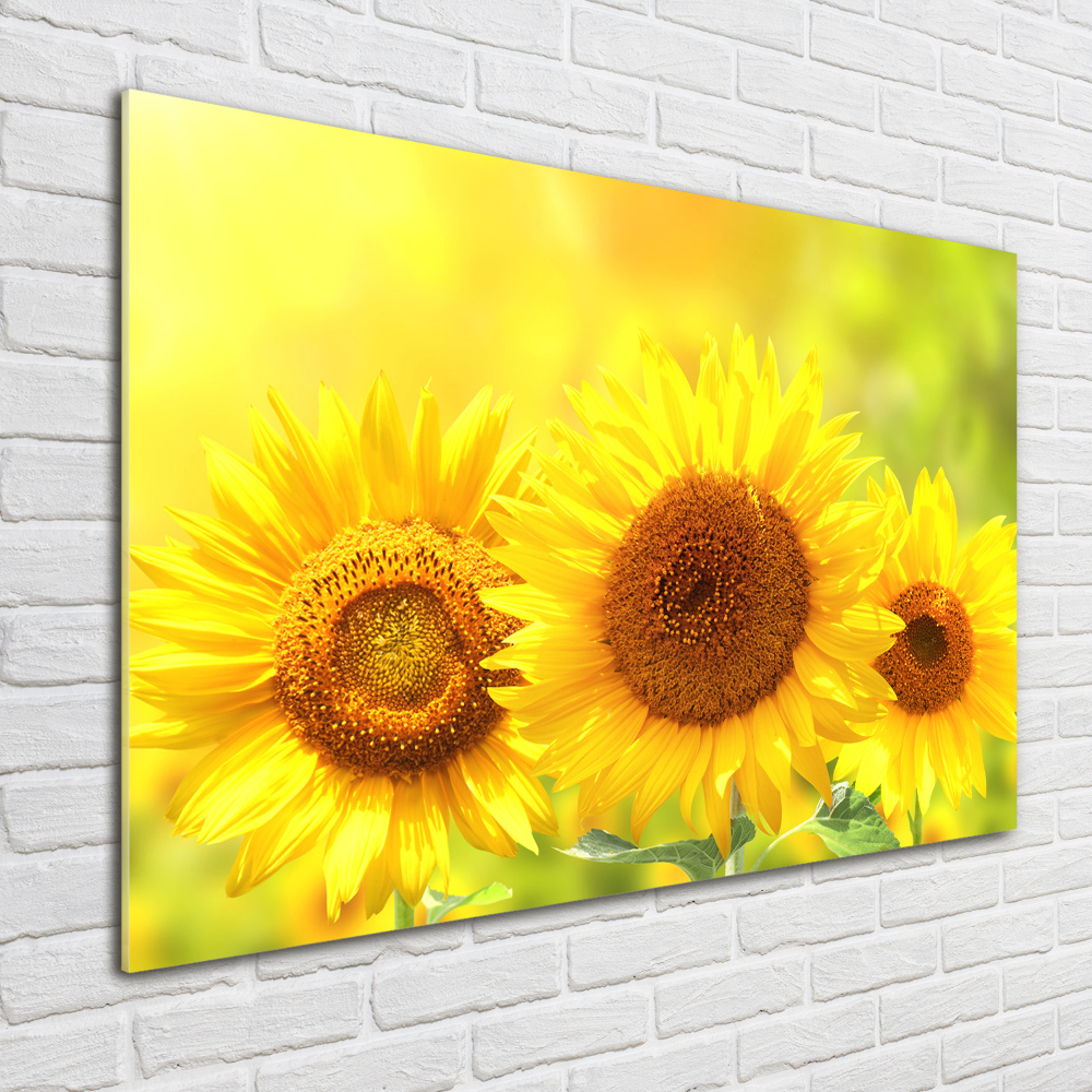 Wall art on glass Sunflowers