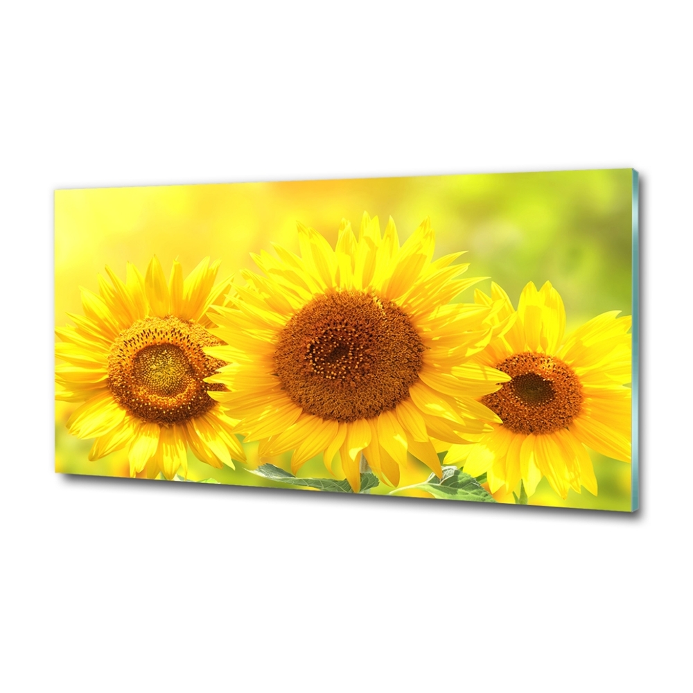 Wall art on glass Sunflowers