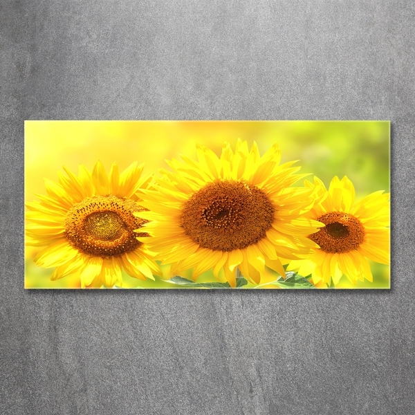 Wall art on glass Sunflowers