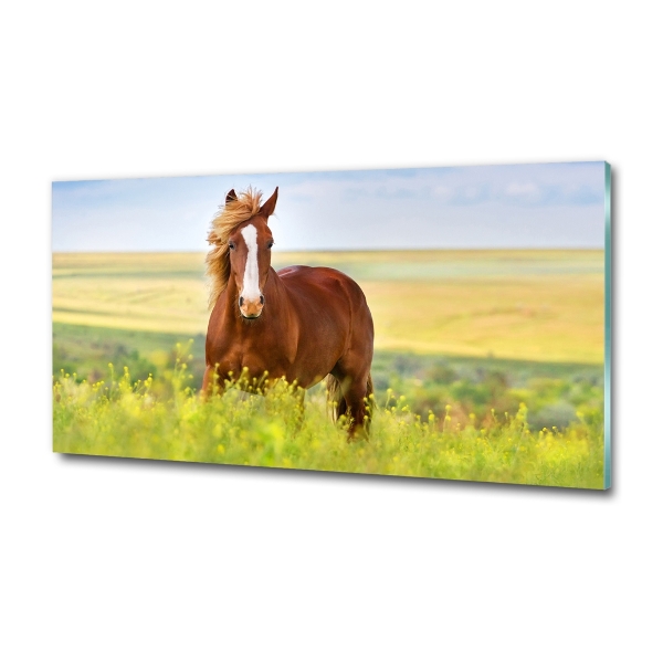 Wall art on glass Brown horse