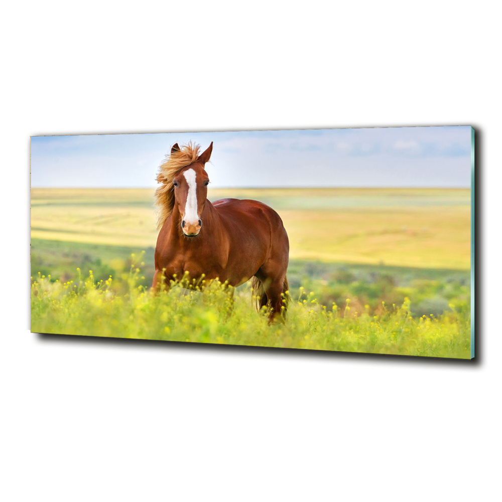 Wall art on glass Brown horse