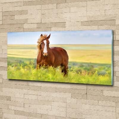 Wall art on glass Brown horse