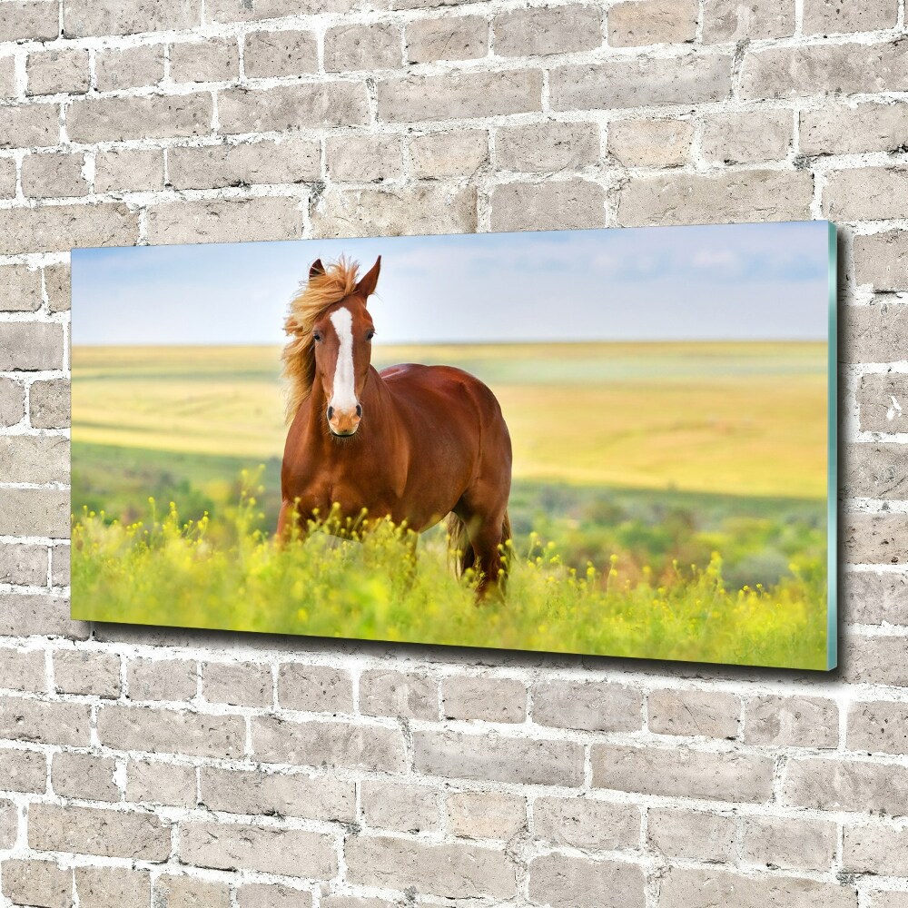 Wall art on glass Brown horse