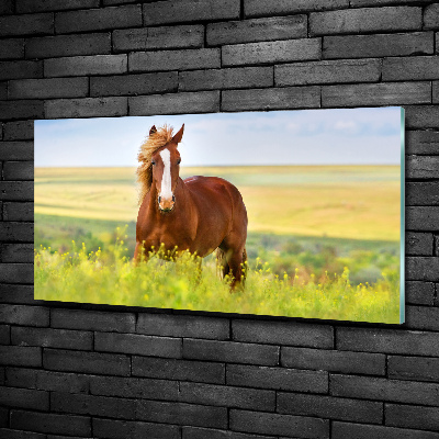 Wall art on glass Brown horse