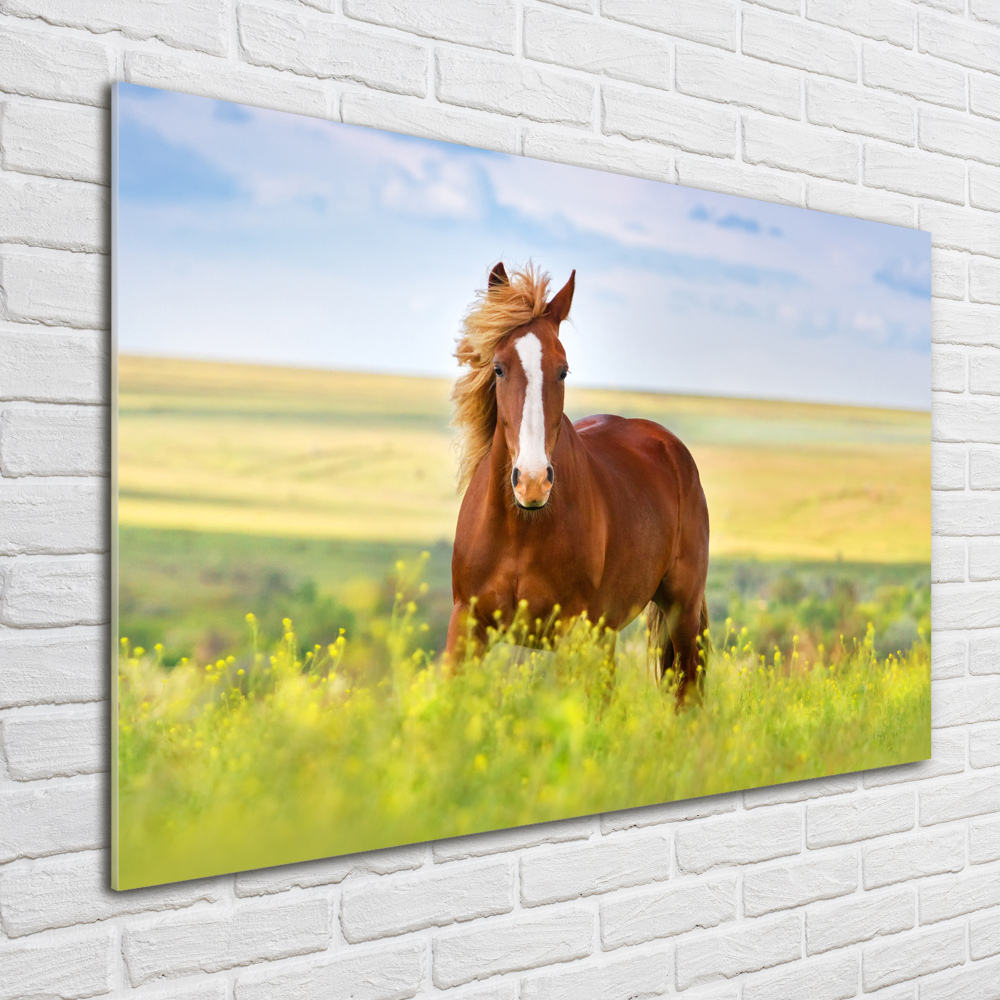 Wall art on glass Brown horse