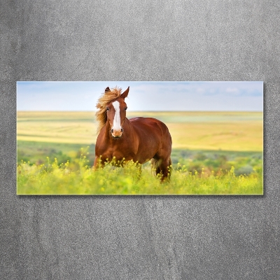 Wall art on glass Brown horse