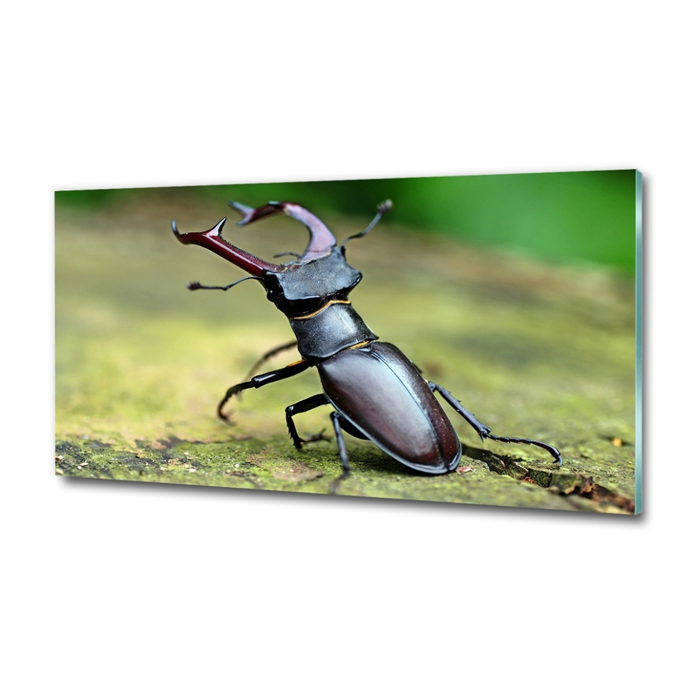 Wall art on glass Beetle