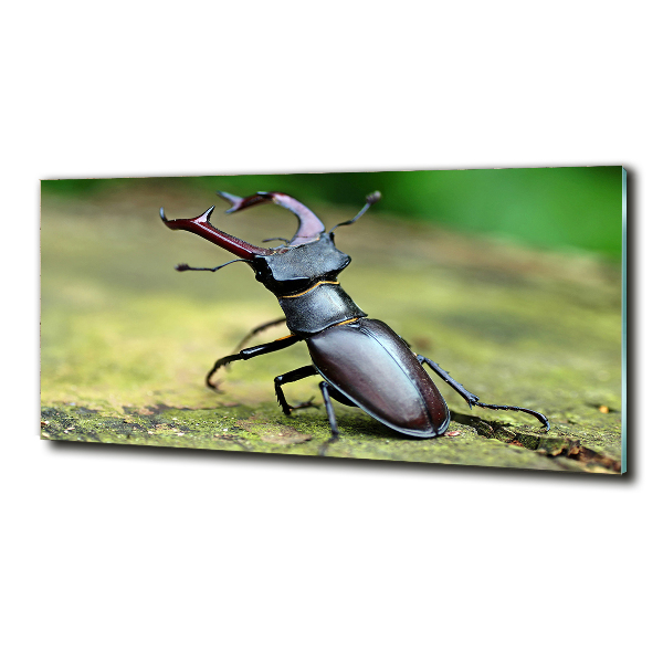 Wall art on glass Beetle