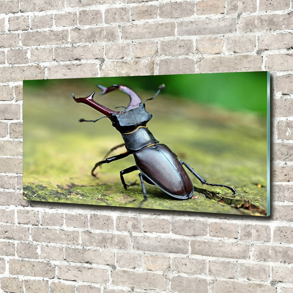 Wall art on glass Beetle