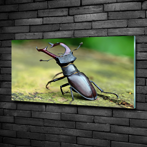 Wall art on glass Beetle