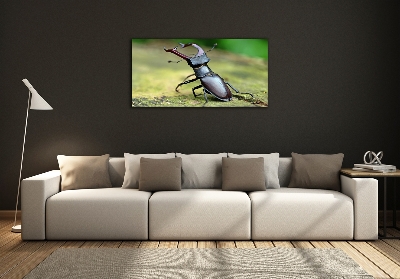 Wall art on glass Beetle