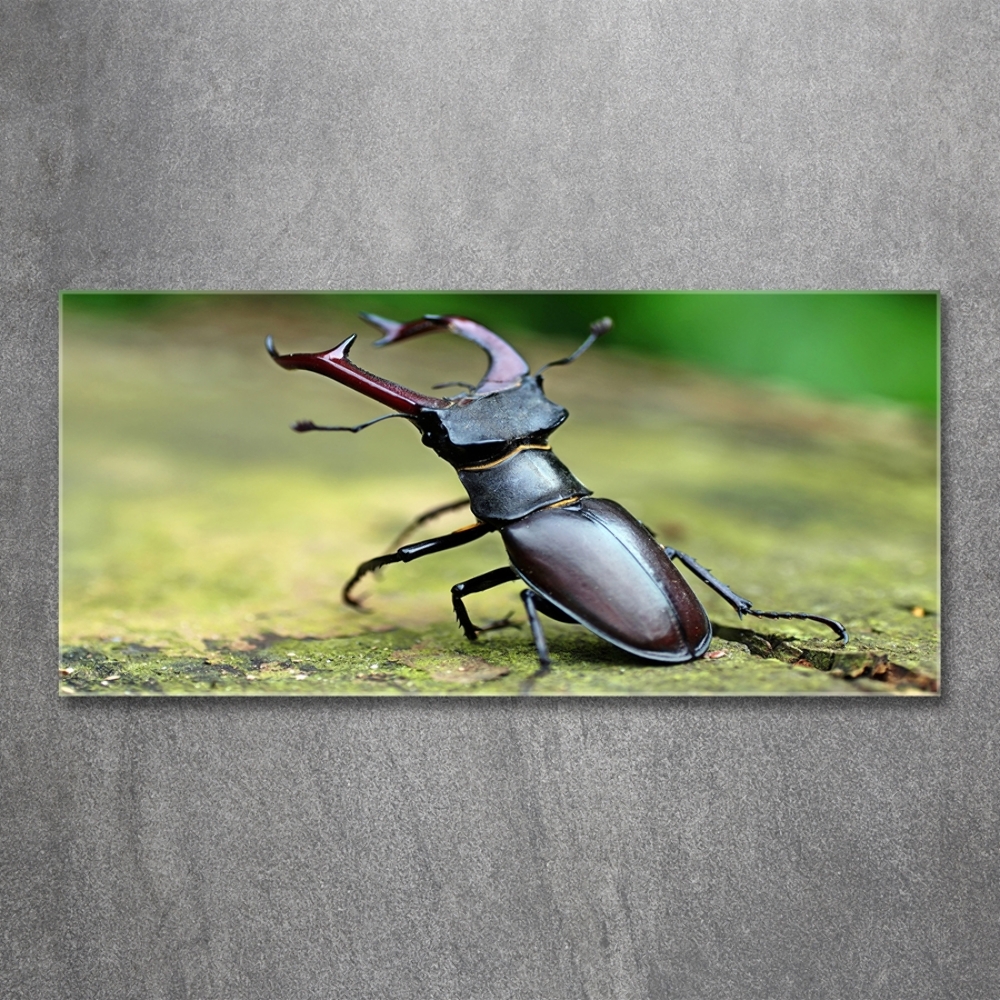 Wall art on glass Beetle