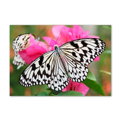 Glass art print Flower butterfly