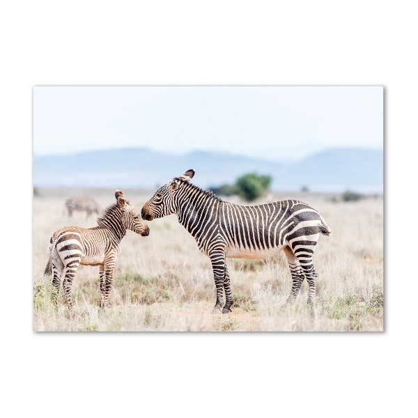 Wall art on glass Zebra in the mountains