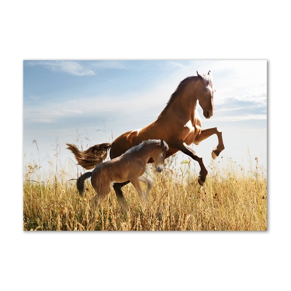 Wall art on glass Mare with foal