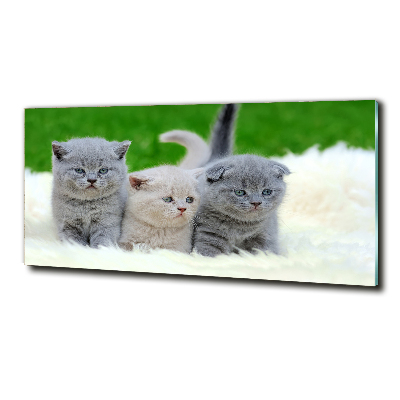 Glass wall art Three cats on the blanket