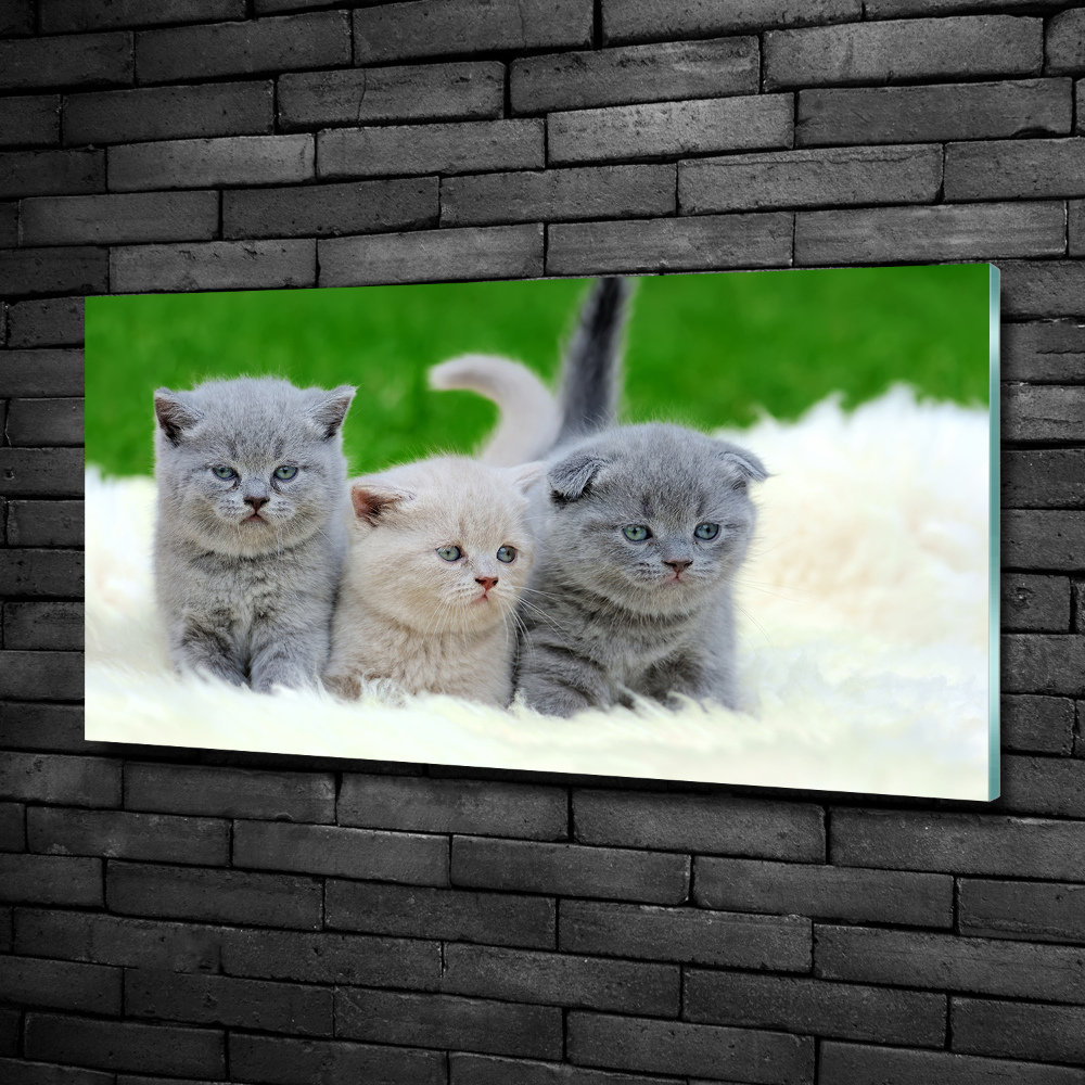 Glass wall art Three cats on the blanket