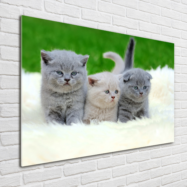 Glass wall art Three cats on the blanket