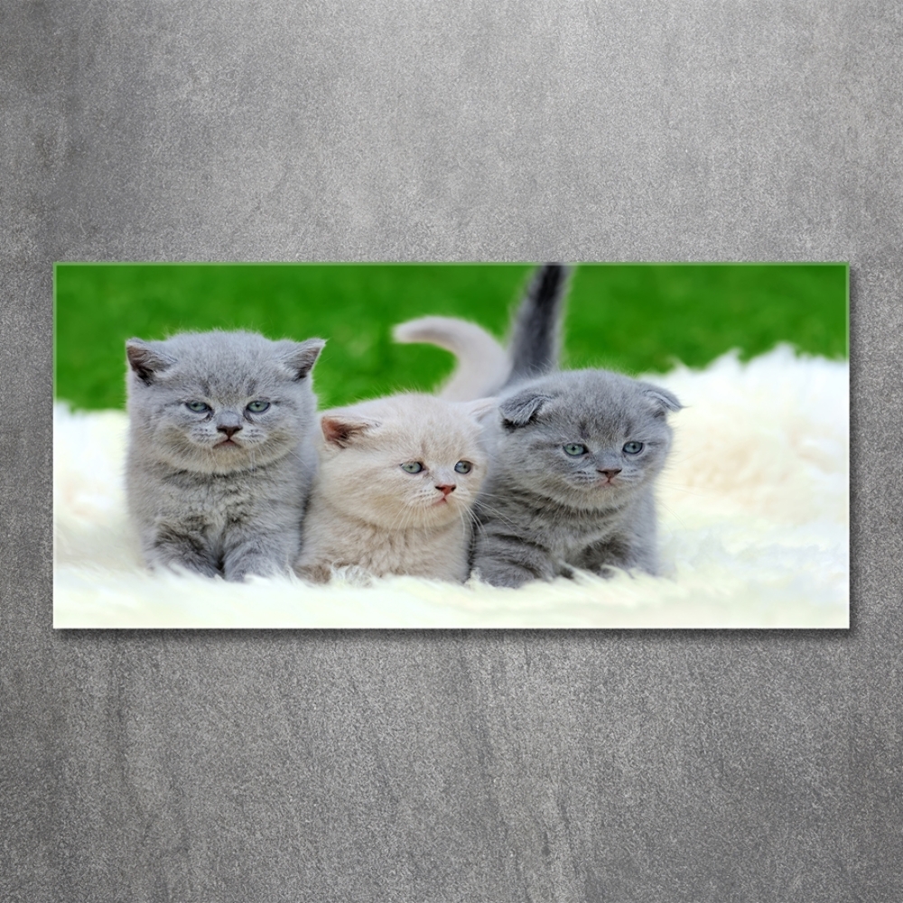 Glass wall art Three cats on the blanket