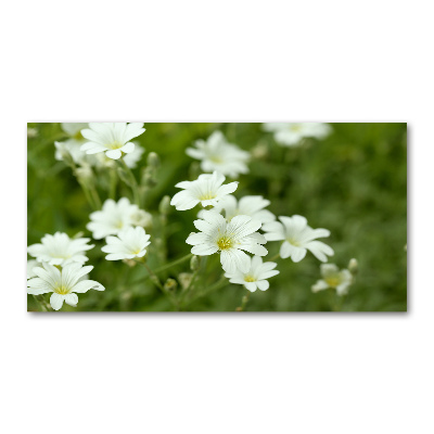 Wall art on glass Spring flowers