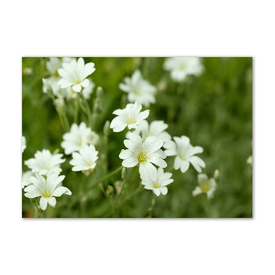 Wall art on glass Spring flowers