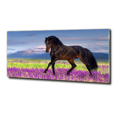 Wall art on glass Horse in the field of lavender